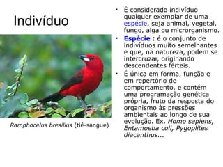 Indivíduo É considerado indivíduo qualquer exemplar de uma  espécie , seja animal, vegetal, fungo, alga ou microrganismo. Espécie  :  é o conjunto de indivíduos muito semelhantes e que, na natureza, podem se intercruzar, originando descendentes férteis.  É única em forma, função e em repertório de comportamento, e contém uma programação genética própria, fruto da resposta do organismo às pressões ambientais ao longo de sua evolução. Ex.  Homo sapiens, Entamoeba coli, Pygoplites diacanthus... Ramphocelus bresilius  (tiê-sangue) 