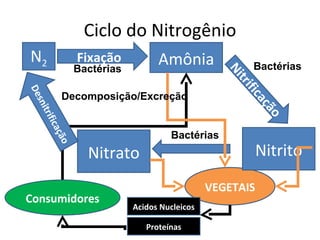 Ciclo do Nitrogênio VEGETAIS N 2 Fixação Amônia Nitrificação Nitrito Nitrato Desnitrificação Consumidores Acidos Nucleicos Proteínas Decomposição/Excreção Bactérias Bactérias Bactérias 