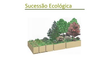 Sucessão Ecológica   