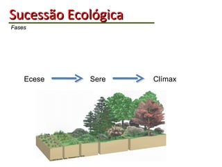 Sucessão   Ecológica   Fases Ecese  Sere  Clímax 