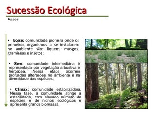 Sucessão   Ecológica   Fases •  Ecese:  comunidade pioneira onde os primeiros organismos a se instalarem no ambiente são: liquens, musgos, gramíneas e insetos; •  Sere:  comunidade intermediária é representada por vegetação arbustiva e herbácea. Nessa etapa ocorrem profundas alterações no ambiente e na diversidade das espécies; •  Clímax:  comunidade estabilizadora. Nessa fase, a comunidade atinge a estabilidade, com elevado número de espécies e de nichos ecológicos e apresenta grande biomassa. 