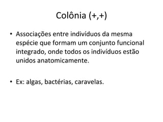 Colônia (+,+) Associações entre indivíduos da mesma espécie que formam um conjunto funcional integrado, onde todos os indivíduos estão unidos anatomicamente. Ex: algas, bactérias, caravelas. 