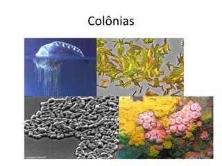 Colônias 