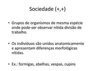 Sociedade (+,+) Grupos de organismos de mesma espécie onde pode-ser observar nítida divisão de trabalho. Os indivíduos são unidos anatomicamente e apresentam diferenças morfológicas nítidas. Ex.: formigas, abelhas, vespas, cupins 
