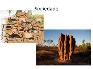 Sociedade 