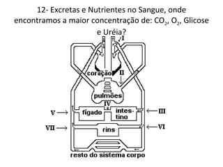 12- Excretas e Nutrientes no Sangue, onde encontramos a maior concentração de: CO 2 , O 2 , Glicose e Uréia? 
