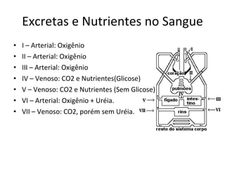Excretas e Nutrientes no Sangue I – Arterial: Oxigênio II – Arterial: Oxigênio III – Arterial: Oxigênio IV – Venoso: CO2 e Nutrientes(Glicose) V – Venoso: CO2 e Nutrientes (Sem Glicose) VI – Arterial: Oxigênio + Uréia. VII – Venoso: CO2, porém sem Uréia. 
