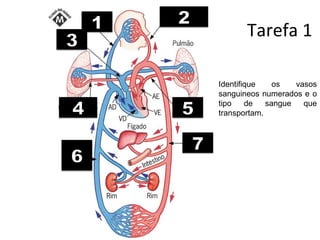 Tarefa 1 Identifique os vasos sanguineos numerados e o tipo de sangue que transportam. 