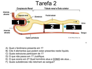 Tarefa 2 Qual o fenômeno presente em 1?  Cite 4 elementos que podem estar presentes neste líquido. Quais estruturas participam de 1? O que não passa em 1? Justifique. O que ocorre em 2? Qual hormônio atua e  COMO  ele atua… Quais substâncias não retornam ao sangue? 
