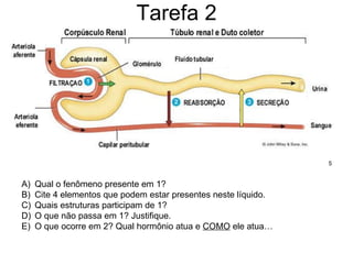 Tarefa 2 Qual o fenômeno presente em 1?  Cite 4 elementos que podem estar presentes neste líquido. Quais estruturas participam de 1? O que não passa em 1? Justifique. O que ocorre em 2? Qual hormônio atua e  COMO  ele atua… 