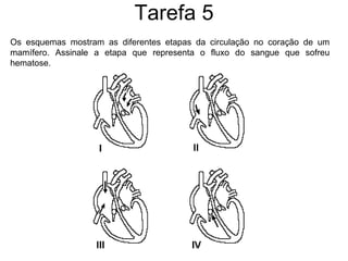 Tarefa 5 Os esquemas mostram as diferentes etapas da circulação no coração de um mamífero. Assinale a etapa que representa o fluxo do sangue que sofreu hematose. 