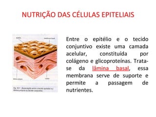 NUTRIÇÃO DAS CÉLULAS EPITELIAIS Entre o epitélio e o tecido conjuntivo existe uma camada acelular, constituída por colágeno e glicoproteínas. Trata-se da  lâmina basal , essa membrana serve de suporte e permite a passagem de nutrientes. 