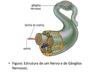 Figura: Estrutura de um Nervo e de Gânglios Nervosos. 