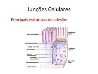 Junções Celulares Principais estruturas de adesão: 