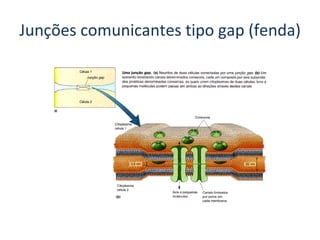 Junções comunicantes tipo gap (fenda) 