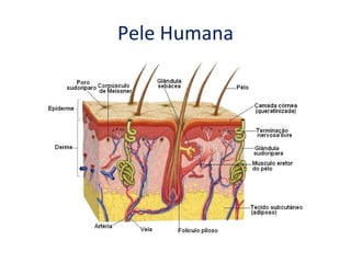 Pele Humana 