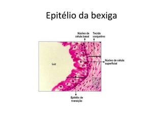 Epitélio da bexiga 