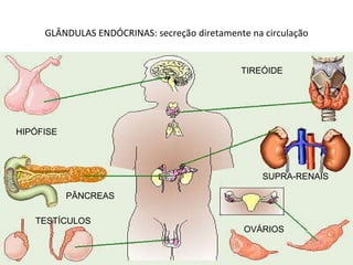 GLÂNDULAS ENDÓCRINAS: secreção diretamente na circulação HIPÓFISE TIREÓIDE PÂNCREAS SUPRA-RENAIS TESTÍCULOS OVÁRIOS 