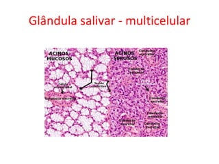 Glândula salivar - multicelular 