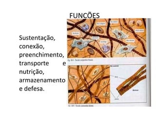 FUNÇÕES Sustentação, conexão, preenchimento, transporte e nutrição, armazenamento e defesa.  