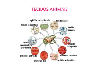 TECIDOS ANIMAIS 