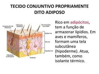 TECIDO CONJUNTIVO PROPRIAMENTE DITO ADIPOSO Rico em  adipócitos , tem a função de armazenar lipídios. Em aves e mamíferos, formam uma tela subcutânea (hipoderme). Atua, também, como isolante térmico.  