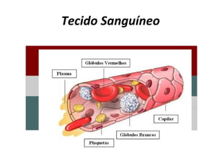 Tecido Sanguíneo Sangu e Plasma 55% Constituintes celulares 45% 90% água  10% substâncias dissolvidas leucócitos hemácias trombócitos 