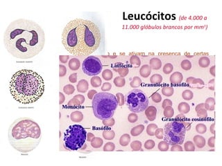 L eucócitos   (d e 4.000 a 11.000 glóbulos brancos por mm 3 ) GRANUL Ó CITOS : Eosinófilos - aumentam seu número e se ativam   na presença de certas infecções e alergias; Basófilos - segregam substâncias como a heparina, de propriedades anticoagulantes, e a histamina; Neutrófilos - Que fagocitam e destroem bactérias; AGRANUL Ó CITOS: Linfócitos - desempenham um papel importante na produção de anticorpos e na imunidade celular; Monócitos - digerem substâncias estranhas  e restos de células do corpo .  