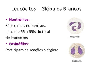 Leucócitos – Glóbulos Brancos Neutrófilos: São os mais numerosos, cerca de 55 a 65% do total  de leucócitos. Eosinófilos:   Participam de reações alérgicas 
