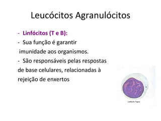 Leucócitos Agranulócitos Linfócitos (T e B):   Sua função é garantir imunidade aos organismos. São responsáveis pelas respostas  de base celulares, relacionadas à  rejeição de enxertos  