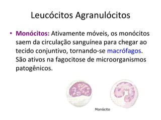 Leucócitos Agranulócitos Monócitos:  Ativamente móveis, os monócitos saem da circulação sanguínea para chegar ao tecido conjuntivo, tornando-se  macrófagos . São ativos na fagocitose de microorganismos patogênicos.  