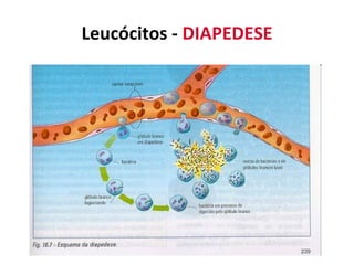 L eucócitos  -  DIAPEDESE Passagem dos leucócitos dos capilares sanguíneos para o tecido conjuntivo. Faz-se por atravessamento da parede do capilar. Este processo geralmente ocorre quando uma área é danificada e o processo de inflamação é necessário.  