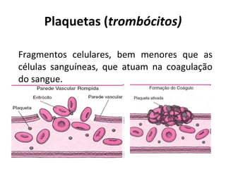 Plaquetas ( tromb ó citos) F ragmentos celulares ,  bem menores que as células sanguíneas,  que  atuam na coagulação do sangue.  