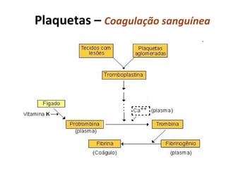 Plaquetas –  C oagulação  sanguínea 