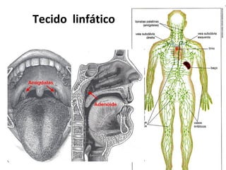 Tecido  linf á tico D renar o excesso de líquido intersticial (líquido onde as células) afim de devolvê-lo ao sangue e assim manter o equilíbrio dos fluidos no corpo.  R ealização de respostas imunes, ele impede que a linfa lance microorganismos na corrente sanguínea através da retenção e destruição destes dentro de seus linfonodos.  