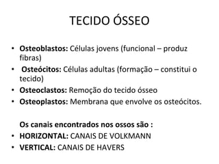 TECIDO ÓSSEO Osteoblastos:  Células jovens (funcional  – produz fibras ) Osteócitos:  Células adultas (formação  – constitui o tecido )  Osteoclastos:  Remoção do tecido ósseo  Osteoplastos:  Membrana que envolve os osteócitos. Os canais encontrados nos ossos são :  HORIZONTAL:  CANAIS DE VOLKMANN VERTICAL:  CANAIS DE HAVERS 