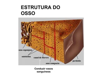 ESTRUTURA DO OSSO Conduzir vasos sanguíneos 