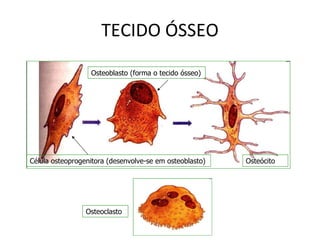 TECIDO ÓSSEO Célula osteoprogenitora (desenvolve-se em osteoblasto) Osteoblasto   (forma o tecido ósseo) Osteócito Osteoclasto 
