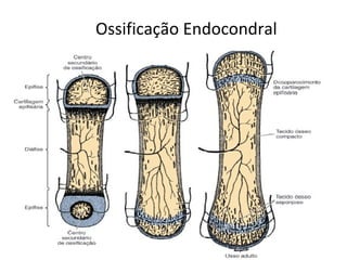 Ossificação Endocondral 