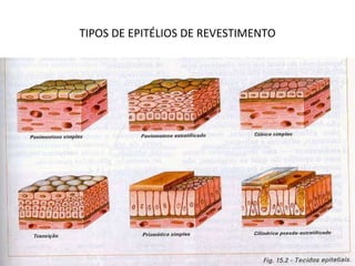 TIPOS DE EPITÉLIOS DE REVESTIMENTO 