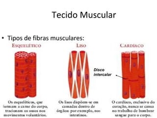 Tecido Muscular Tipos de fibras musculares: Disco intercalar 