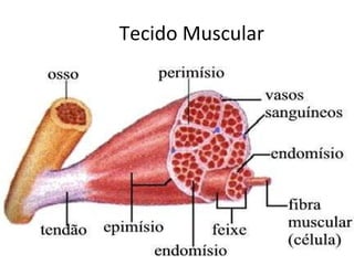 Tecido Muscular 