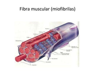 Fibra muscular (miofibrilas) 