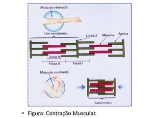 Figura: Contração Muscular. 