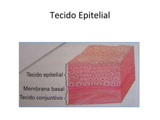 Tecido Epitelial 