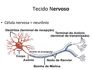 Tecido N ervoso Célula nervosa = neurônio 