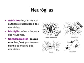 Neuróglias Astrócitos   (for,a estrelada): nutrição e sustentação dos neurônios. Micróglia: defesa e limpesa dos neurônios. Oligodendrócitos  (poucas ramificações):  produzem a bainha de mielina dos neurônios. 