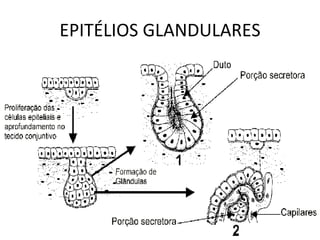 EPITÉLIOS GLANDULARES 