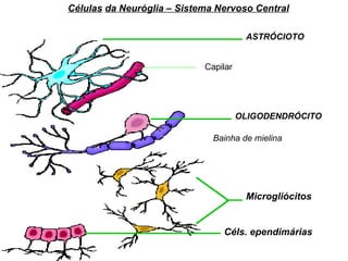 Células   da Neuróglia – Sistema Nervoso Central ASTRÓCIOTO Capilar OLIGODENDRÓCITO Bainha de mielina Microgliócitos Céls. ependimárias 