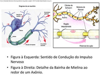 Figura à Esquerda: Sentido de Condução do Impulso Nervoso Figura à Direita: Detalhe da Bainha de Mielina ao redor de um Axônio. 